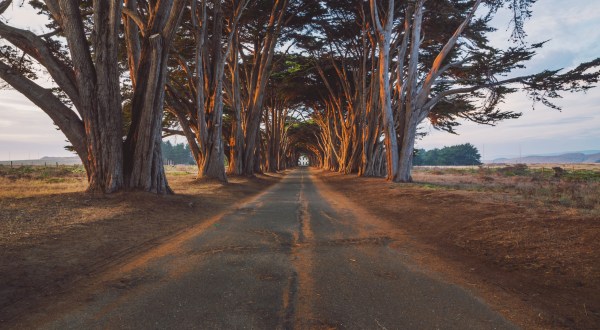 This Breathtaking California Tree Tunnel Looks Like Something From A Dream
