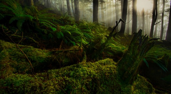 This Breathtaking Trail Takes You Through The Largest Old-Growth Forest In The U.S.
