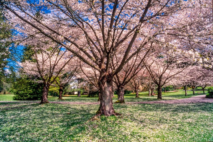 cherry blossoms in Washington, D.C.