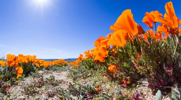 Wildflower Bloom Areas Are Closed In California Due To Terrible Visitor Behavior