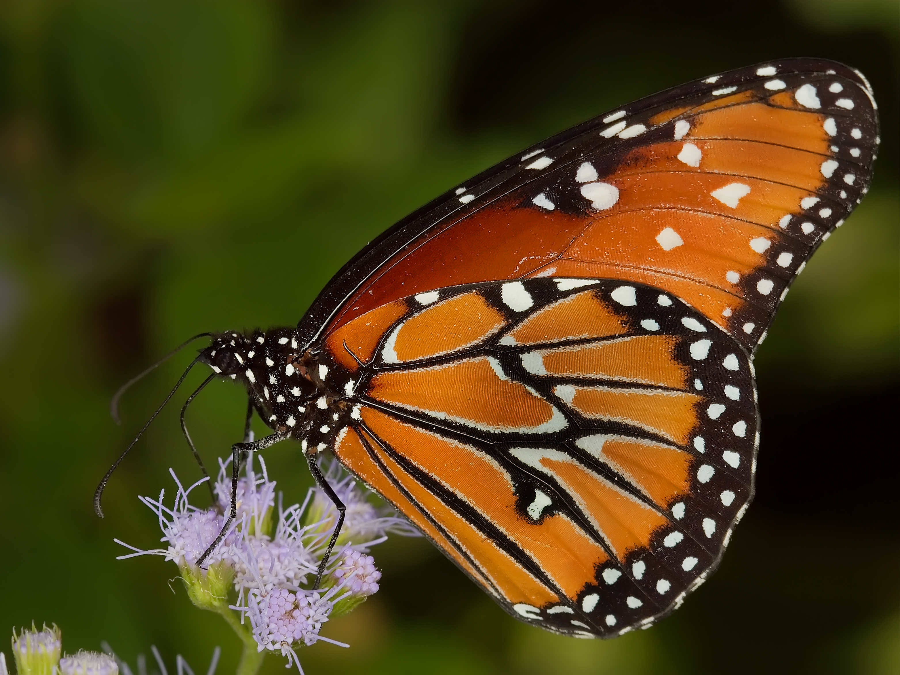 Включи где бабочки. Бабочка Монарх Баттерфляй. Голубая бабочка Монарх. Монарх бабочка с голубыми крыльями. Монарх сиреневая бабочка.