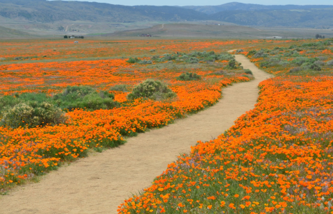 When The Poppies In Southern California's Antelope Valley Are In Bloom, It's A Lovely Sight To See
