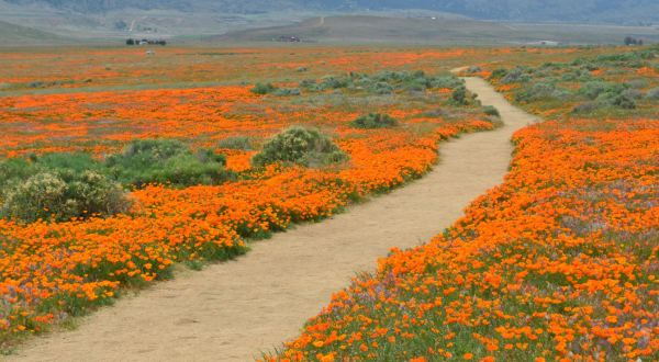 When The Poppies In Southern California’s Antelope Valley Are In Bloom, It’s A Lovely Sight To See