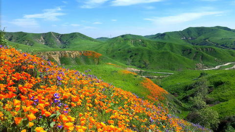 It's Impossible Not To Love This Breathtaking Wild Flower Trail In Southern California