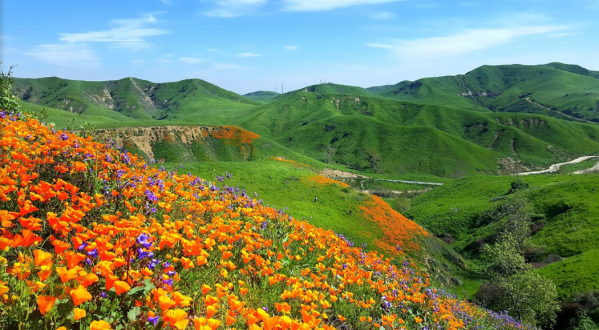 It’s Impossible Not To Love This Breathtaking Wild Flower Trail In Southern California