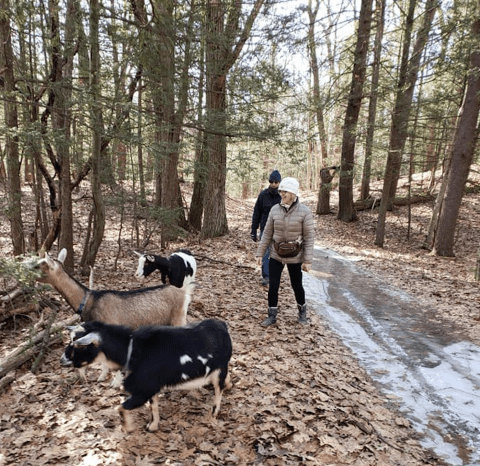 Go Hiking With Goats In Massachusetts For An Adventure Unlike Any Other