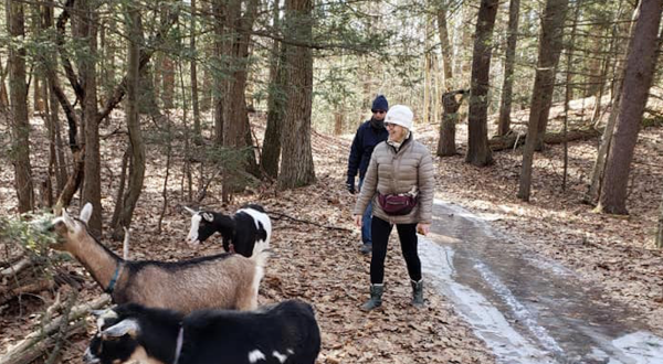 Go Hiking With Goats In Massachusetts For An Adventure Unlike Any Other