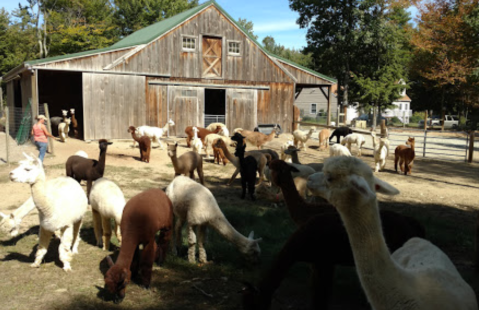 Visit This New Hampshire Alpaca Farm For A Fun And Fuzzy Adventure