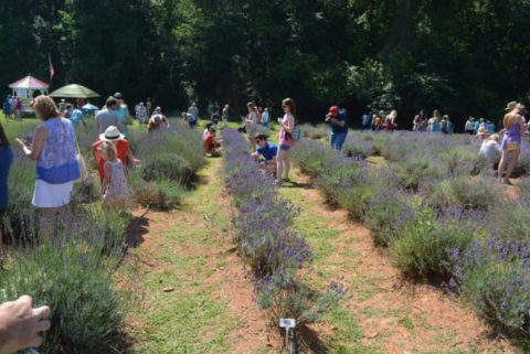 The Annual Lavender Festival At This Georgia Farm Belongs On Your Calendar