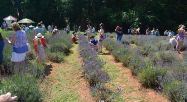 The Annual Lavender Festival At This Georgia Farm Belongs On Your Calendar