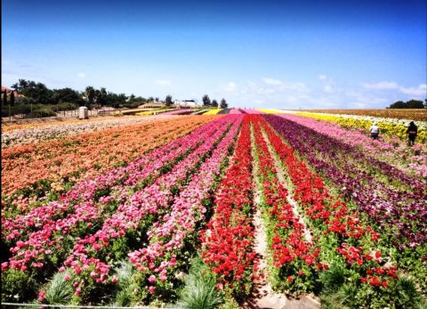Visit This Flower Farm In Southern California For That Beautiful Scenic Experience You Crave