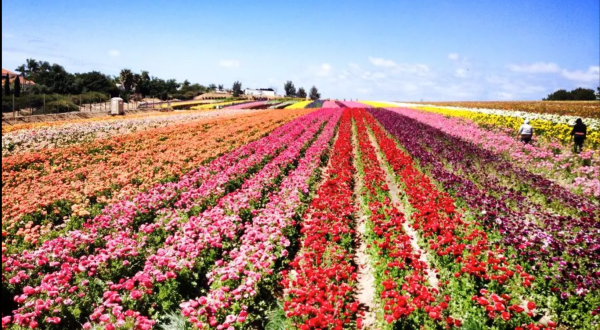 Visit This Flower Farm In Southern California For That Beautiful Scenic Experience You Crave