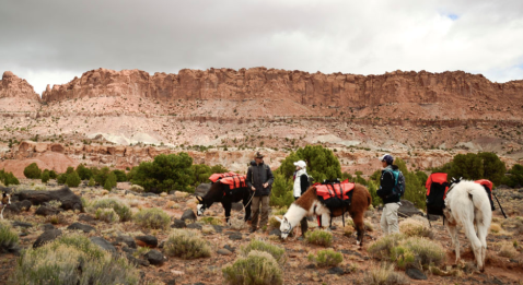 Go Hiking With Llamas In Utah For An Adventure Unlike Any Other