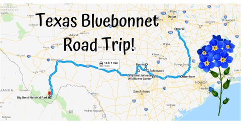 Take This Road Trip To The 8 Most Eye-Popping Bluebonnet Fields In Texas