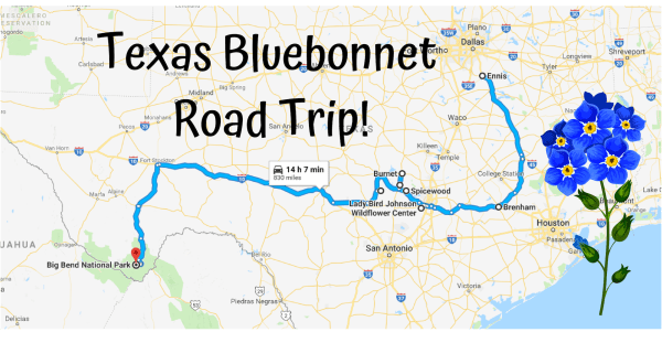 Take This Road Trip To The 8 Most Eye-Popping Bluebonnet Fields In Texas