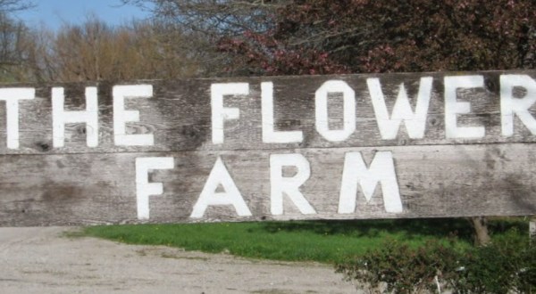 The Dreamy Flower Farm In Kansas You’ll Want To Visit This Spring