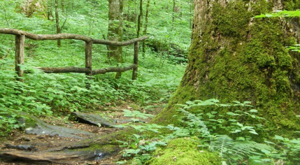 Hike This Ancient Forest In North Carolina That’s Home To 400-Year-Old Trees