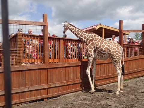 Visit New York’s Most Famous Giraffe At This Adventure Park Your Family Will Love