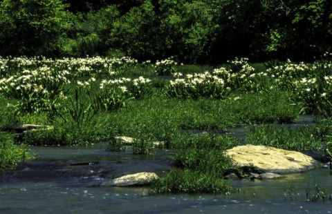 This Lily Refuge In Alabama Will Be In Full Bloom Soon And It’s An Extraordinary Sight To See