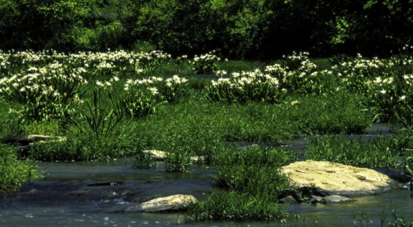 This Lily Refuge In Alabama Will Be In Full Bloom Soon And It’s An Extraordinary Sight To See