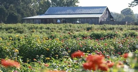 The Dreamy Flower Farm In Mississippi You'll Want To Visit This Spring