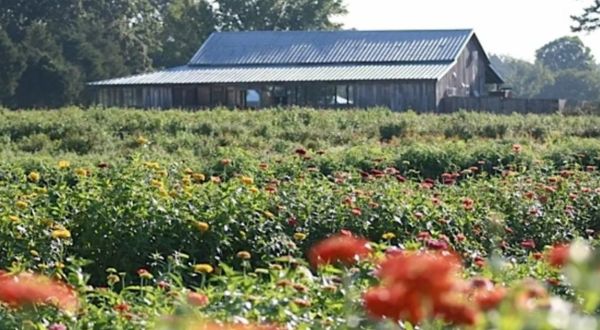 The Dreamy Flower Farm In Mississippi You’ll Want To Visit This Spring