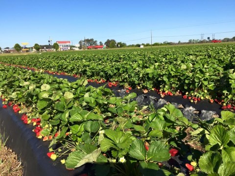 Take The Whole Family On A Day Trip To This Pick-Your-Own Strawberry Farm In South Carolina