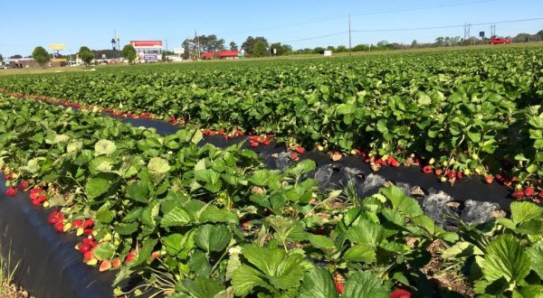 Take The Whole Family On A Day Trip To This Pick-Your-Own Strawberry Farm In South Carolina