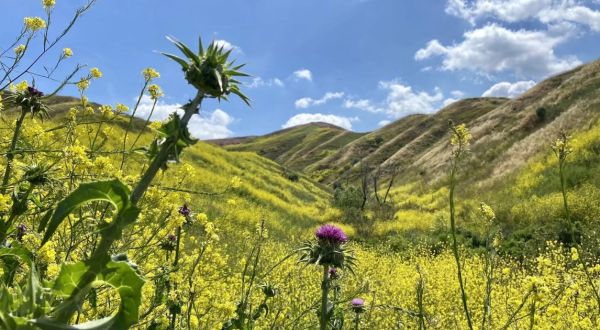 It’s Impossible Not To Love This Breathtaking Wild Flower Trail In Southern California