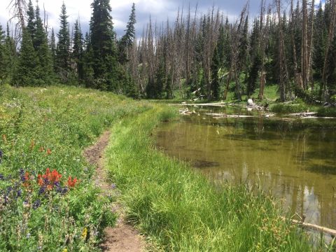 The Alpine Pond Trail In Utah That's Easy Enough For Almost Anyone