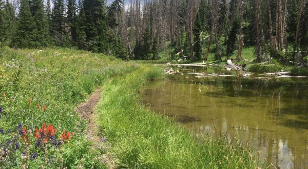 The Alpine Pond Trail In Utah That’s Easy Enough For Almost Anyone