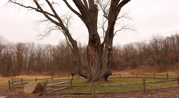 There’s No Other Historical Landmark In Ohio Quite Like This 300-Year-Old Tree