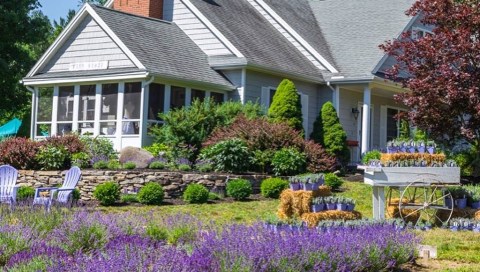The Dreamy Lavender Farm In New Hampshire You'll Want To Visit This Spring