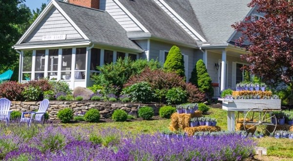 The Dreamy Lavender Farm In New Hampshire You’ll Want To Visit This Spring