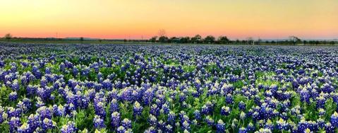 The Nation’s Largest Wildflower Farm Is Here In Texas And You Need To Experience Its Beauty For Yourself