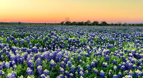 The Nation’s Largest Wildflower Farm Is Here In Texas And You Need To Experience Its Beauty For Yourself