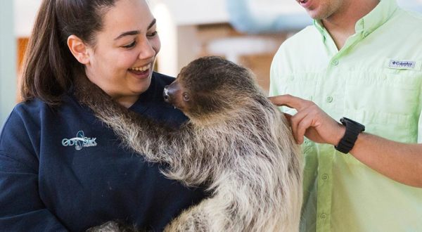 The One Place In Arizona Where You Can Have An Up Close Encounter With A Sloth