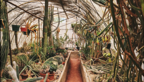 The Botanical Garden In The Southern California Desert That's A Dream Come True
