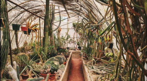 The Botanical Garden In The Southern California Desert That’s A Dream Come True
