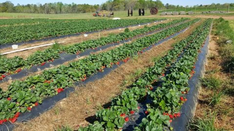 Take The Whole Family On A Day Trip To This Pick-Your-Own Strawberry Farm In Georgia