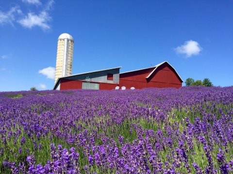 Get Lost In This Beautiful 33-Acre Lavender Farm In Michigan