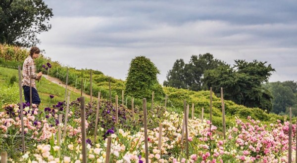 The Dreamy Flower Farm In Maryland You’ll Want To Visit This Spring