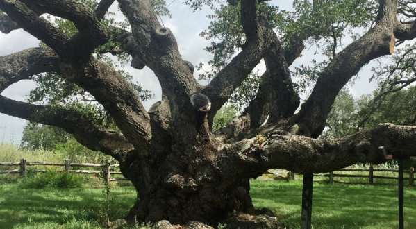 Take In The Beauty Of Texas’s 1,000-Year-Old-Tree At Goose Island State Park