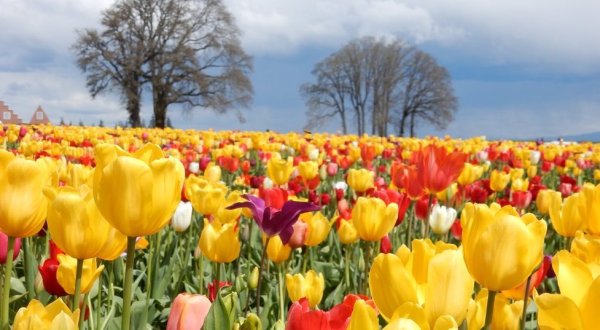 A Visit To This Enchanting Oregon Tulip Festival Will Make Your Spring Complete