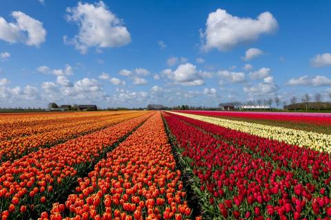 A Visit To Texas’ Newest Tulip Farm Is The Best Thing You’ll Do This Spring