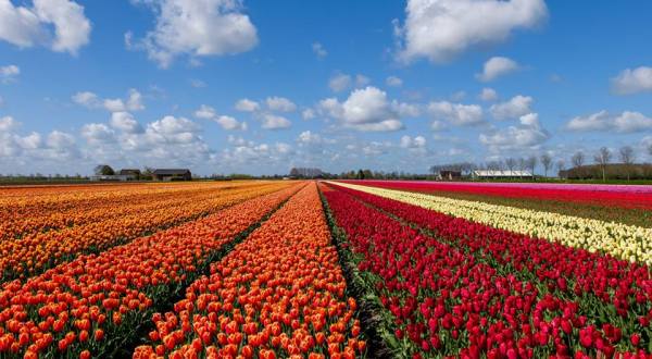 A Visit To Texas’ Newest Tulip Farm Is The Best Thing You’ll Do This Spring