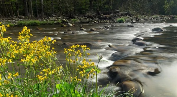 The 8 Best And Most Beautiful Places To See Wildflowers In Tennessee This Spring