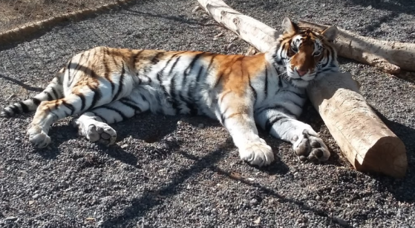 Not Many People Know About This Tiger Sanctuary Right Here In Nevada