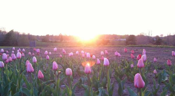 This 3-Acre U-Pick Flower Farm In Maine Is The Perfect Way To Spend An Afternoon