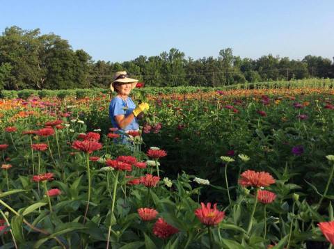 The Dreamy Flower And Berry Farm In Arkansas You'll Want To Visit This Spring